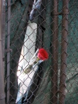 A single rose placed on the chain link fence surrounding the Twin Tower cavity.